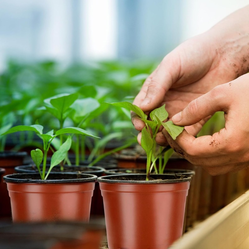 100/20x Seeding Nursery Pot Bl - Seed Starter Tray 评论和价格